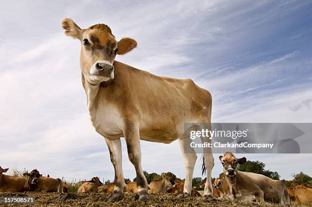 young jersey cow in the field - jersey cattle stock pictures, royalty-free photos & images