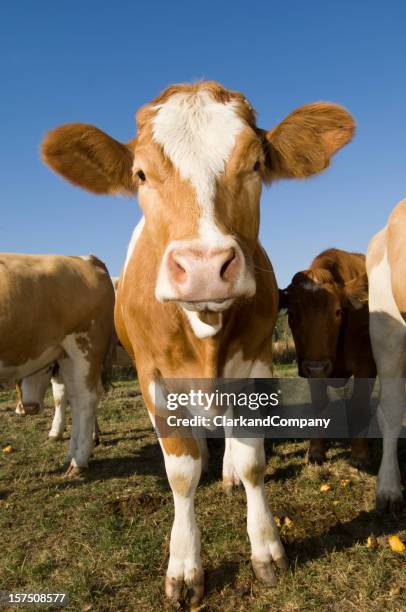 simmental cow in the field - abondance stock pictures, royalty-free photos & images