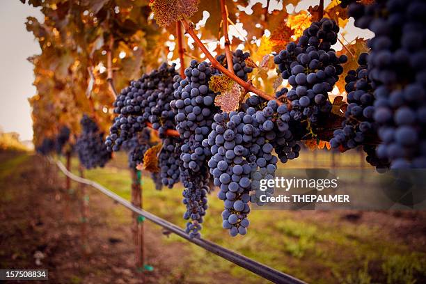 ripe grapes - napa california stock pictures, royalty-free photos & images