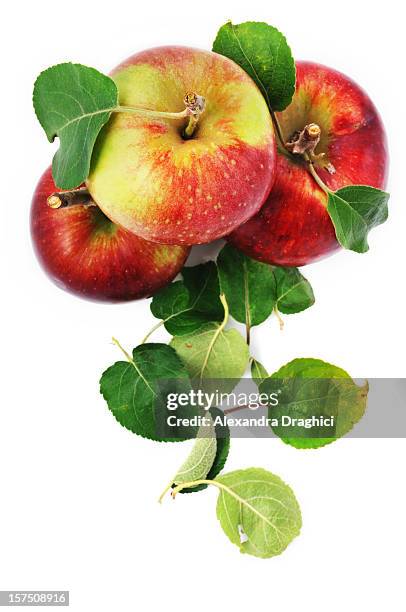 fresh apples and scattered leaves isolated on white - apple isolated stock pictures, royalty-free photos & images