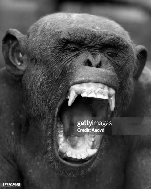 chimpanzee - chimpanzee teeth stockfoto's en -beelden