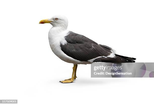 isolated image of larus argentatus - herring gull - seagull stock pictures, royalty-free photos & images