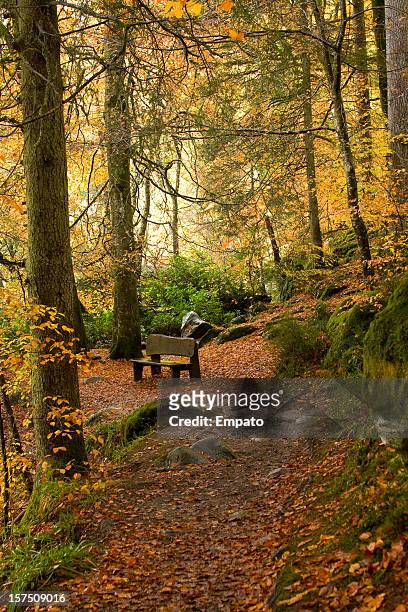 ベンチの秋の木が生い茂ります。 - birks of aberfeldy ストックフォトと画像