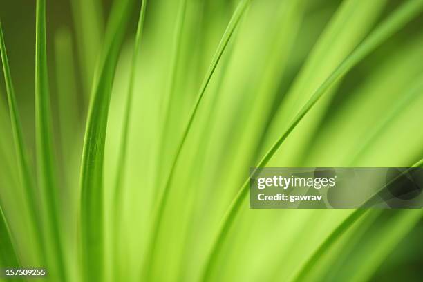 nature background long leafs - long grass stockfoto's en -beelden