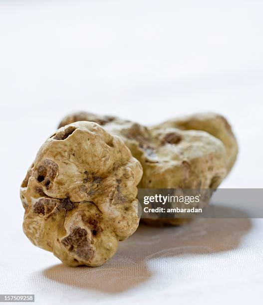 white truffle from alba (italy) - alba italy stock pictures, royalty-free photos & images