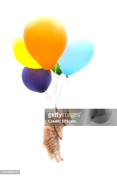 parachutist - flying cat stock pictures, royalty-free photos & images
