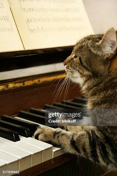 cat playing piano