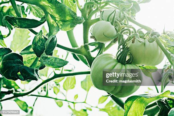 tomates orgánicos - magdasmith fotografías e imágenes de stock