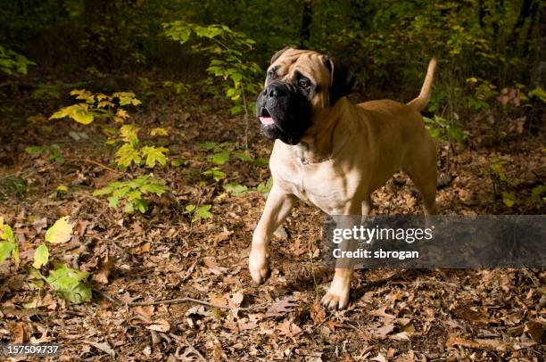 bullmastiff cachorro - bull mastiff fotografías e imágenes de stock