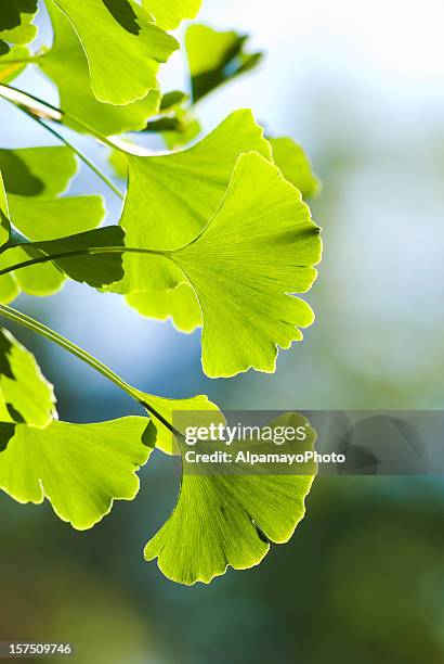 ginkgo (ginkgo biloba) deixa-vi - ginkgo tree - fotografias e filmes do acervo