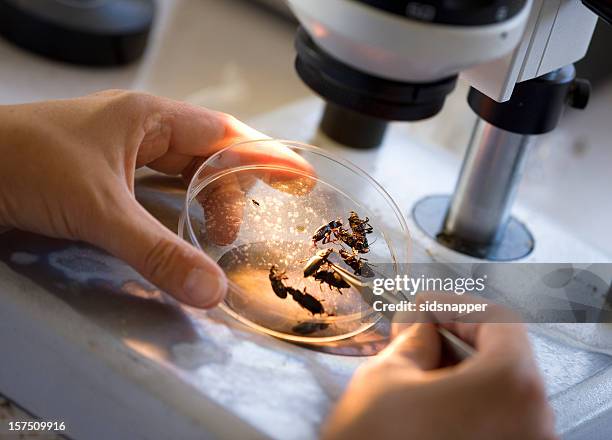 errores bajo un microscopio - microscope fotografías e imágenes de stock