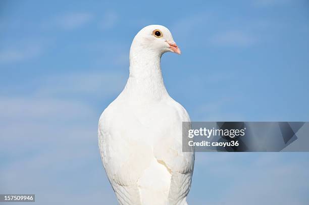 hello - homing pigeon stock pictures, royalty-free photos & images