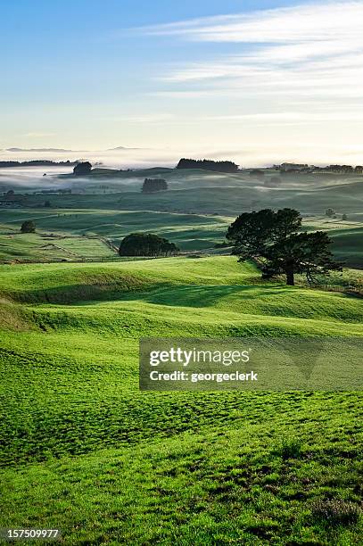 dawn mist in rolling countryside - new zealand and farm or rural stock pictures, royalty-free photos & images