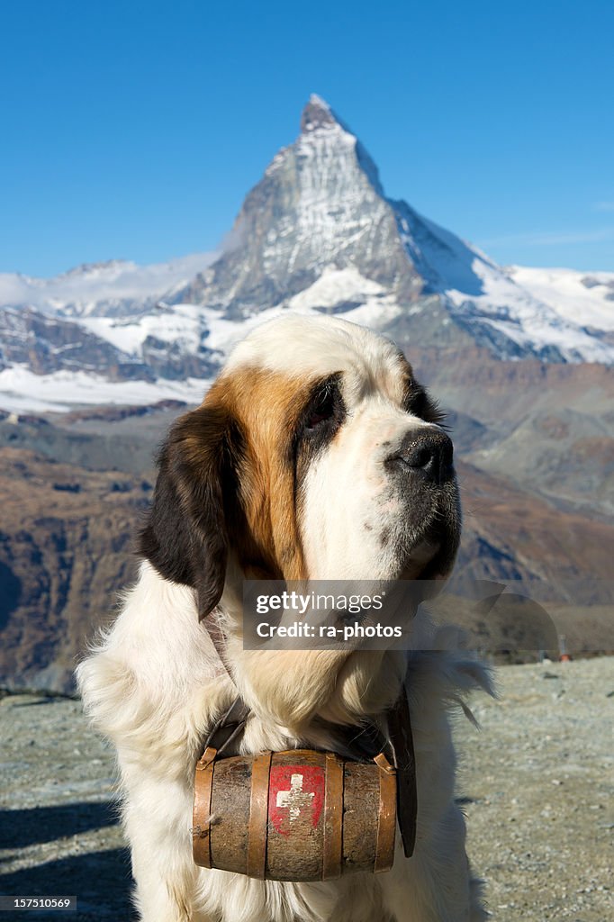 Bernhardiner Hund mit Matterhorn