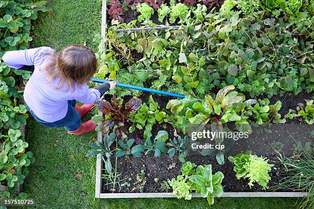 gardener jäten gemüsegarten - jäthacke stock-fotos und bilder