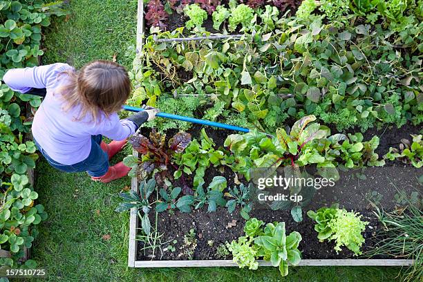 gardener weeding vegetable patch - rensa ogräs bildbanksfoton och bilder