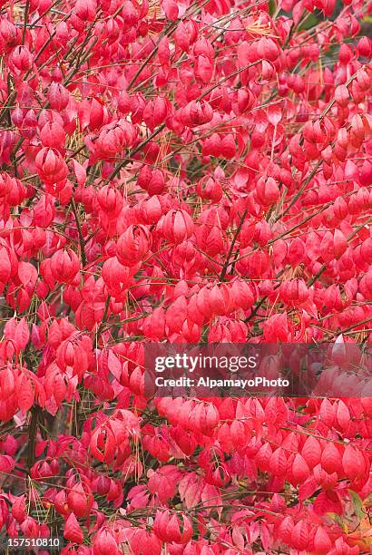 burning bush plant (euonymus alatus) - ii - burning bush 個照片及圖片檔