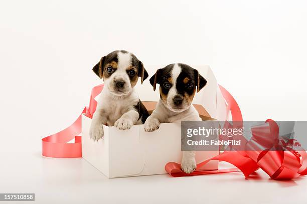 3,652 Puppy Present Stock Photos, High-Res Pictures, and Images - Getty  Images