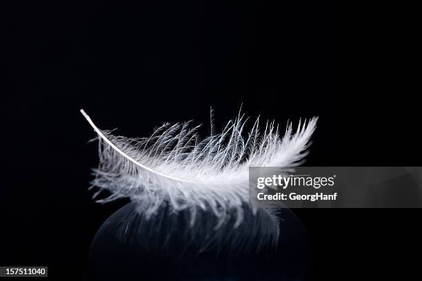 light as a feather - falling feathers stock pictures, royalty-free photos & images