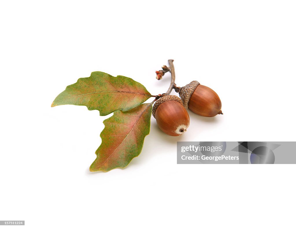 Acorns and Oak Leaves Isolated on White