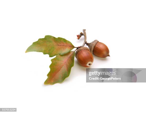 acorns and oak leaves isolated on white - oak leaf stock pictures, royalty-free photos & images