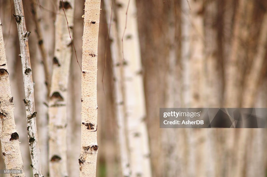 Birch Trees