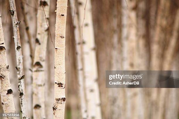 birch trees - berk stockfoto's en -beelden