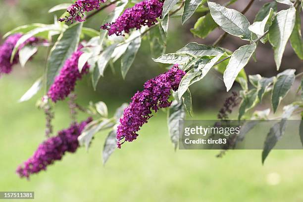 budleia flowers - butterfly bush stock pictures, royalty-free photos & images