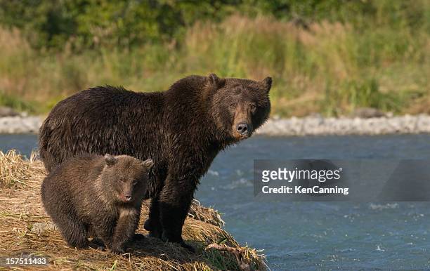 grizzly bear mother and cub - sow bear stock pictures, royalty-free photos & images