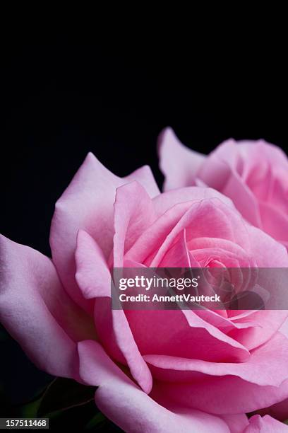 Poisonous Roses Photos and Premium High Res Pictures - Getty Images