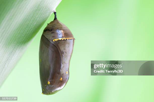 monarch butterfly chrysalis with green background - kokong bildbanksfoton och bilder