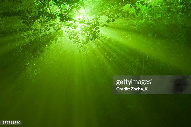 sunbeams in mystical forest - light at the end of the tunnel stock pictures, royalty-free photos & images
