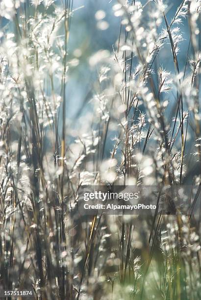 backlit little bluestem grass (schizachyrium scoparium) - ii - big bluestem grass stock pictures, royalty-free photos & images