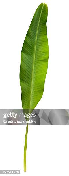 green banana leaf isolated on white with clipping path - bananenblad stockfoto's en -beelden