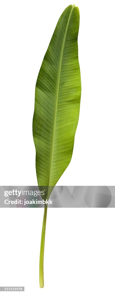 Green banana leaf isolated on white with clipping path