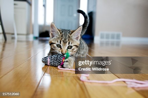 Kitten plays with toy mouse Kitten plays with toy mouse