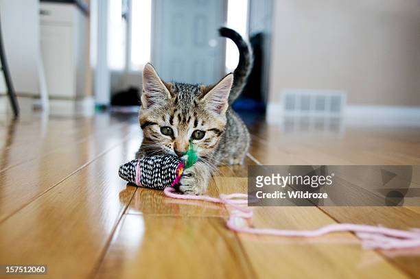 kitten plays with toy mouse - kitten stock pictures, royalty-free photos & images