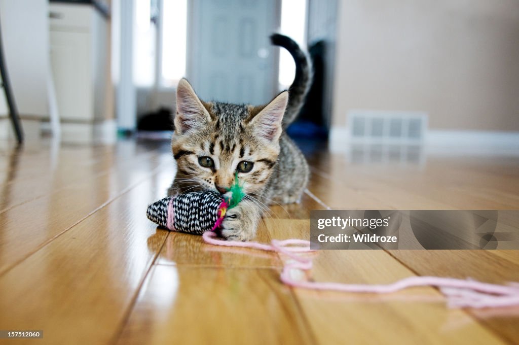 Filhote de Gato brinca com brinquedo do rato