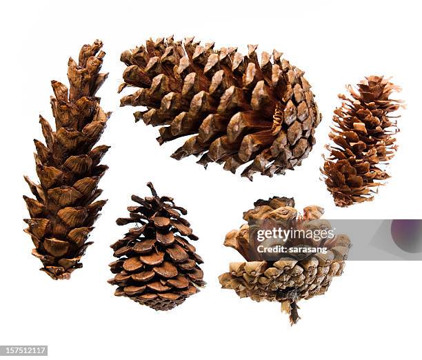 five pinecones on white - pinecone stock pictures, royalty-free photos & images