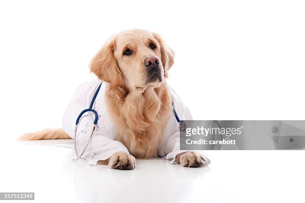 golden retriever doctor - stethoscope white background stock pictures, royalty-free photos & images