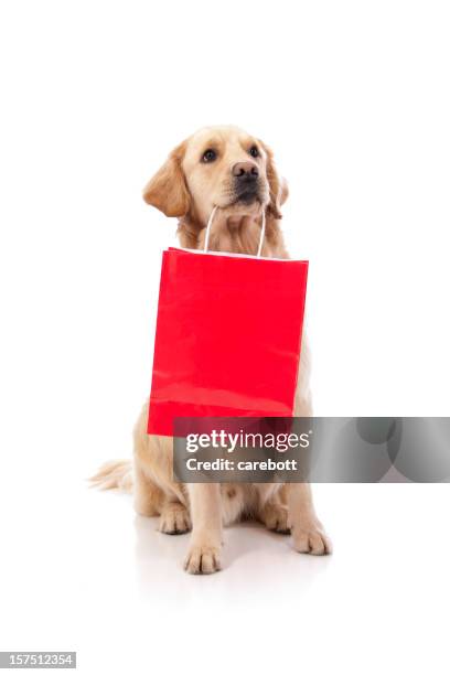 a cute labrador holding a red shopping bag with its teeth - shopping humor stock pictures, royalty-free photos & images