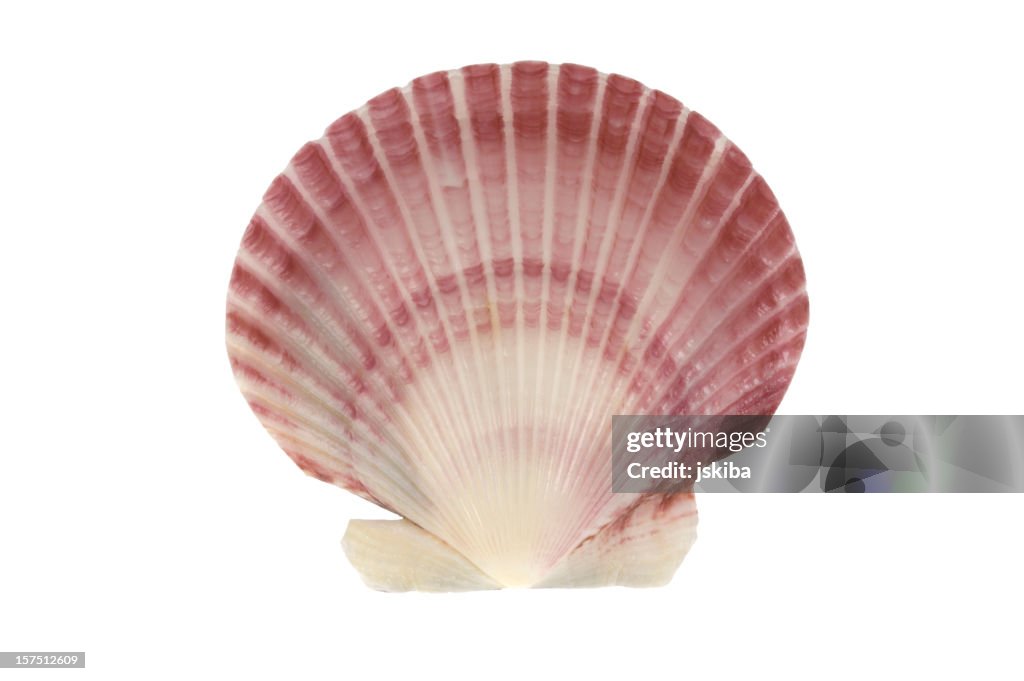 Scallop sea shell on white background
