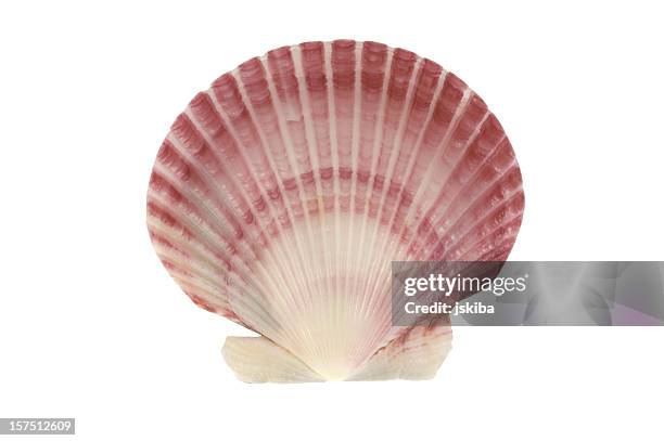 scallop sea shell on white background - sea shells stock pictures, royalty-free photos & images