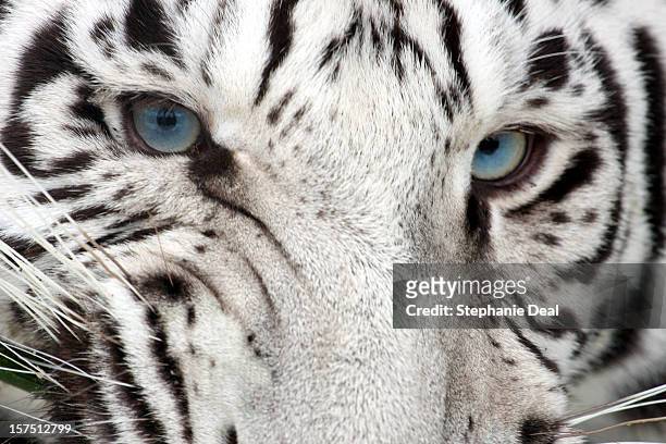 tiger snarl - white tiger stock pictures, royalty-free photos & images