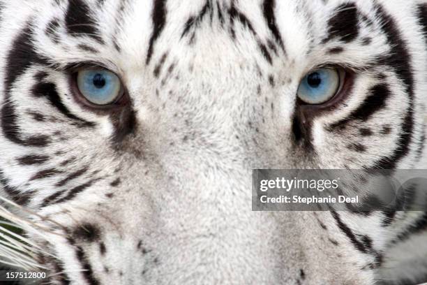tiger augen - weißer tiger stock-fotos und bilder