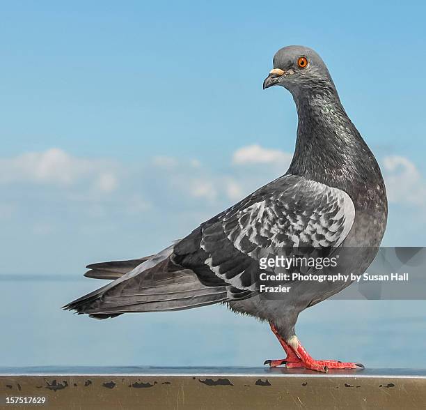 balance beam pro - pigeon stock pictures, royalty-free photos & images