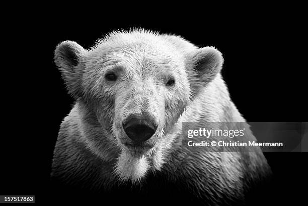 polar bear on black - polar bear face stock pictures, royalty-free photos & images