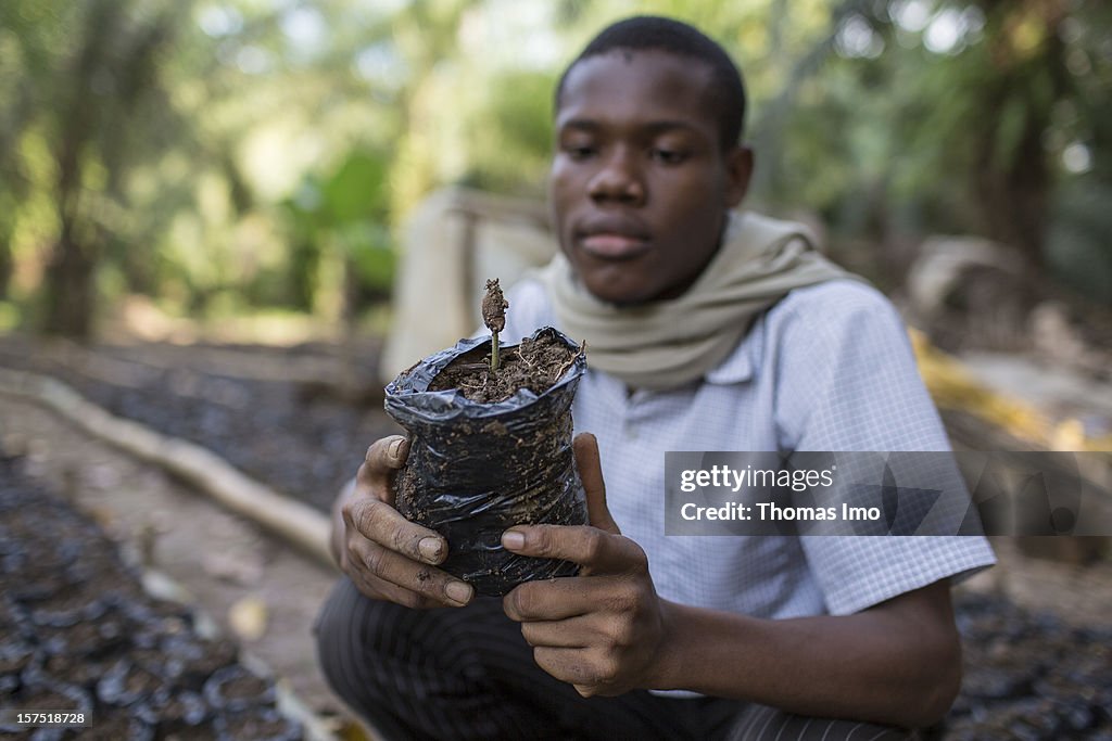 Cocoa tree seedling at a plantation in Mondoni, Cameroon