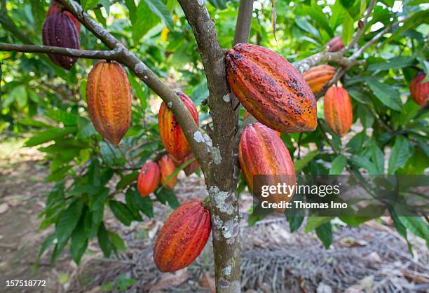 Cocoa tree bearing cocoa pods on October 30, 2012 in Mondoni, Cameroon.