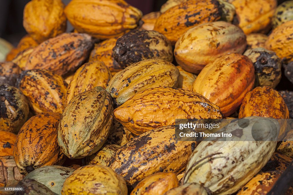Cocoa pods at a plantation in Mondoni, Cameroon